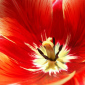 Аватар пользователя camellia