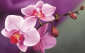 Аватар пользователя Orchidea