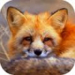 Аватар пользователя InvisibleFox