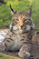 Аватар пользователя Little Lynx